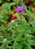 Cirsium vlassovianum. Верхушка цветущего растения. Приморье, Сихотэ-Алинский заповедник, бухта Голубичная, приморский луг. 24.08.2015.