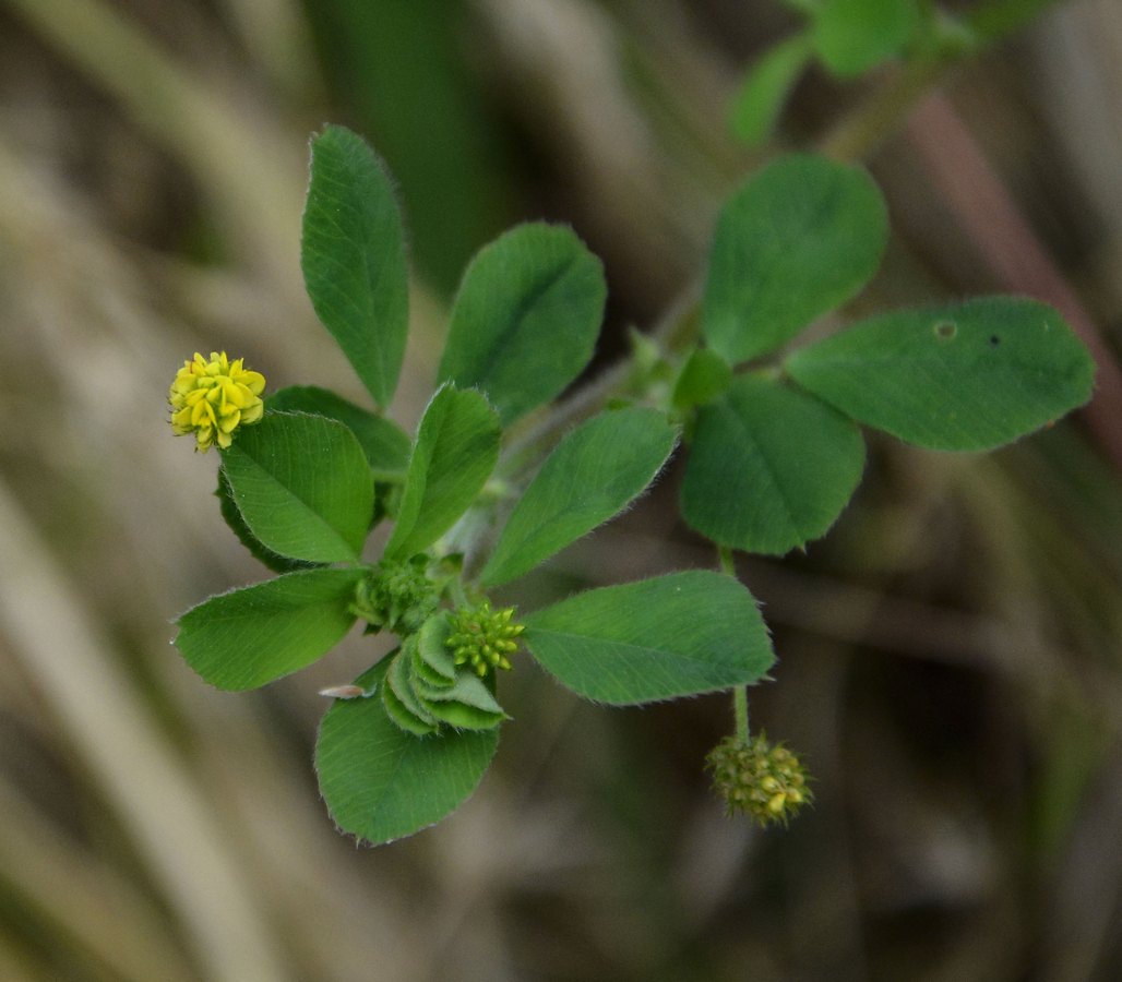 Изображение особи Medicago lupulina.