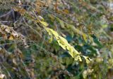 Flueggea suffruticosa. Ветки плодоносящего куста. Крым, Никитский ботанический сад, в культуре. 06.10.2016.