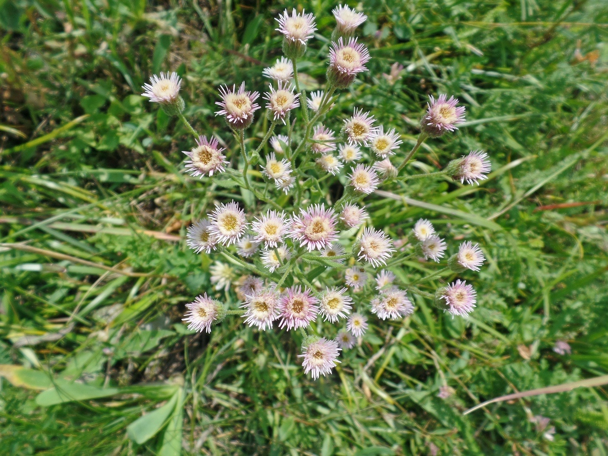 Изображение особи Erigeron podolicus.