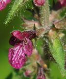 Stachys sylvatica. Цветок. Польша, Беловежа, Беловежская пуща. 23.06.2009.