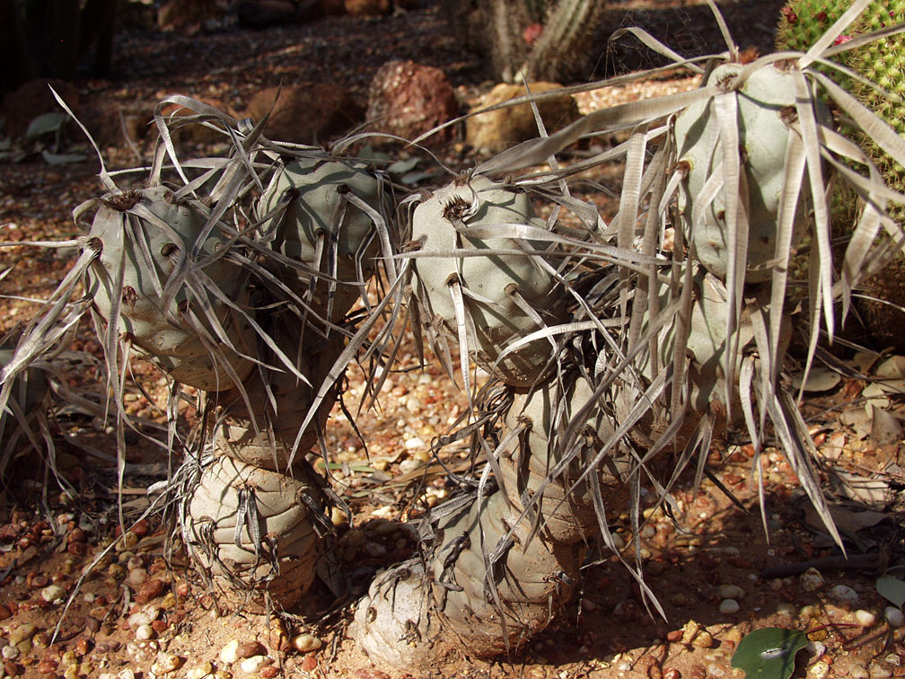 Изображение особи Opuntia articulata.