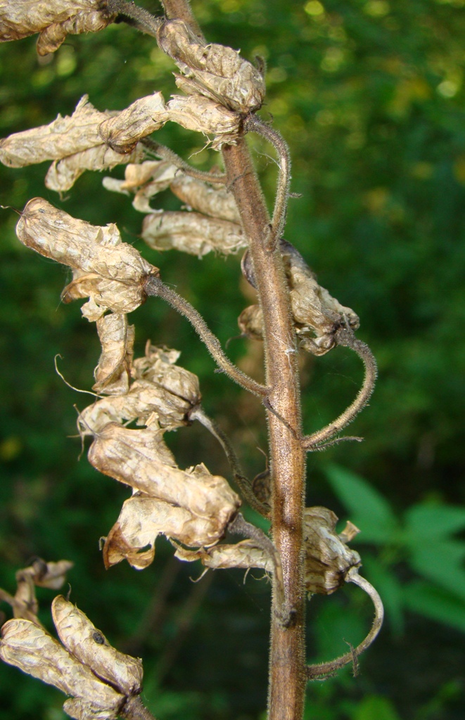 Изображение особи Aconitum septentrionale.