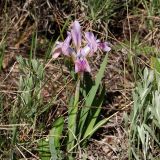 Iris pumila