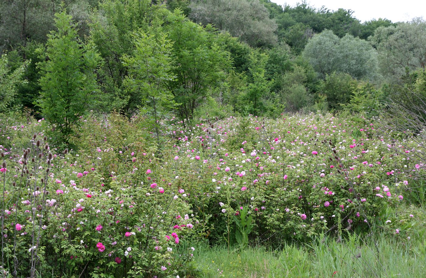 Изображение особи Rosa damascena.