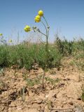 Ranunculus regelianus. Цветущее растение. Казахстан, вост. предгорья хр. Каратау, равнина над сев. кромкой чинка котловины оз. Кызылколь, глинистая полынная пустыня. 25 апреля 2017 г.