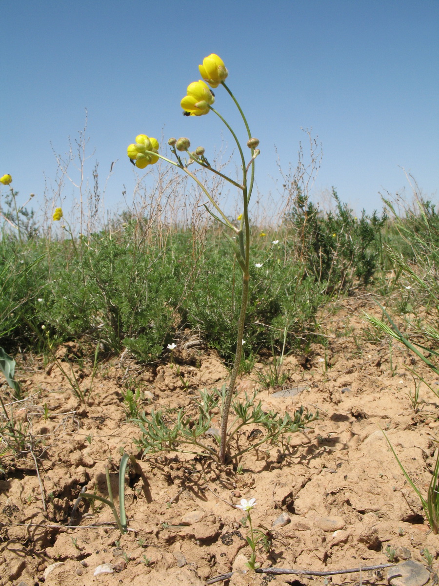 Изображение особи Ranunculus regelianus.