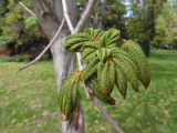 Aesculus hippocastanum. Неразвившиеся листья на сухом дереве. Марий Эл, г. Йошкар-Ола, парк на территории административных зданий Правительства РМЭ, в озеленении. 22.05.2017.