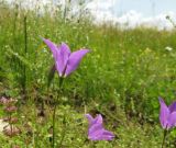 Campanula wolgensis. Верхушка цветущего растения. Средний Урал, Свердловская обл., городской округ Первоуральск, окр. с. Слобода, правый берег р. Чусовая, луг на террасе над известняковыми скалами. 15.07.2017.