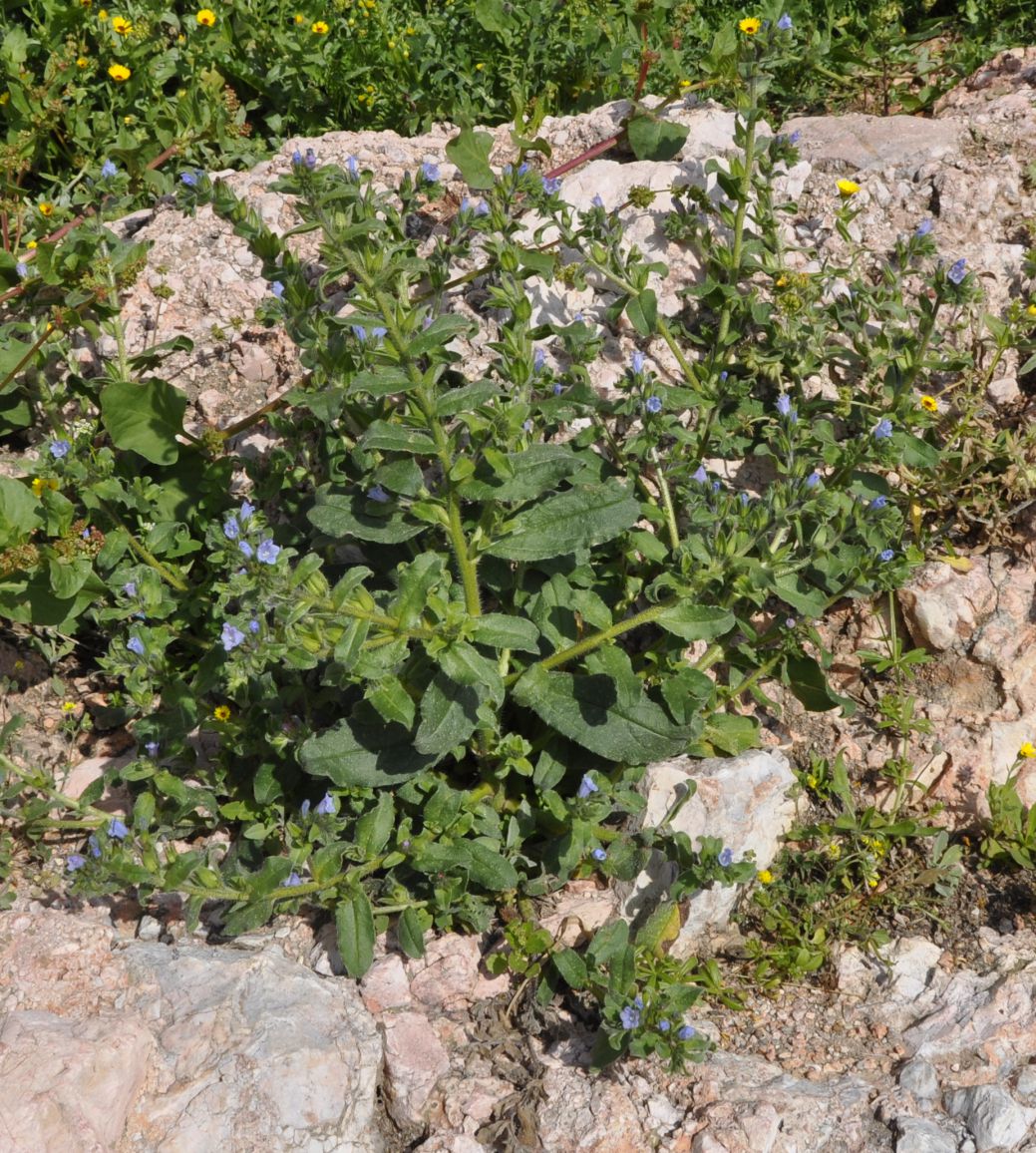 Изображение особи Echium parviflorum.