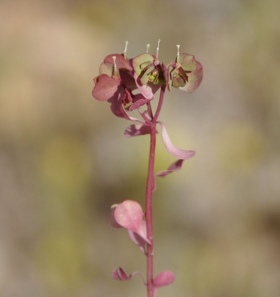 Изображение особи род Euphorbia.