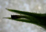 Carex hirta