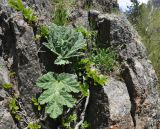 Heracleum leskovii. Листья в окружении Rhamnus microcarpa. Кабардино-Балкария, Эльбрусский р-н, правый борт долины р. Терскол, лавовые скалы. 27.05.2013.