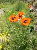 Papaver orientale