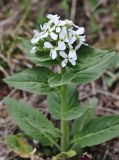 Hesperis hirsutissima