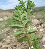 Potentilla supina