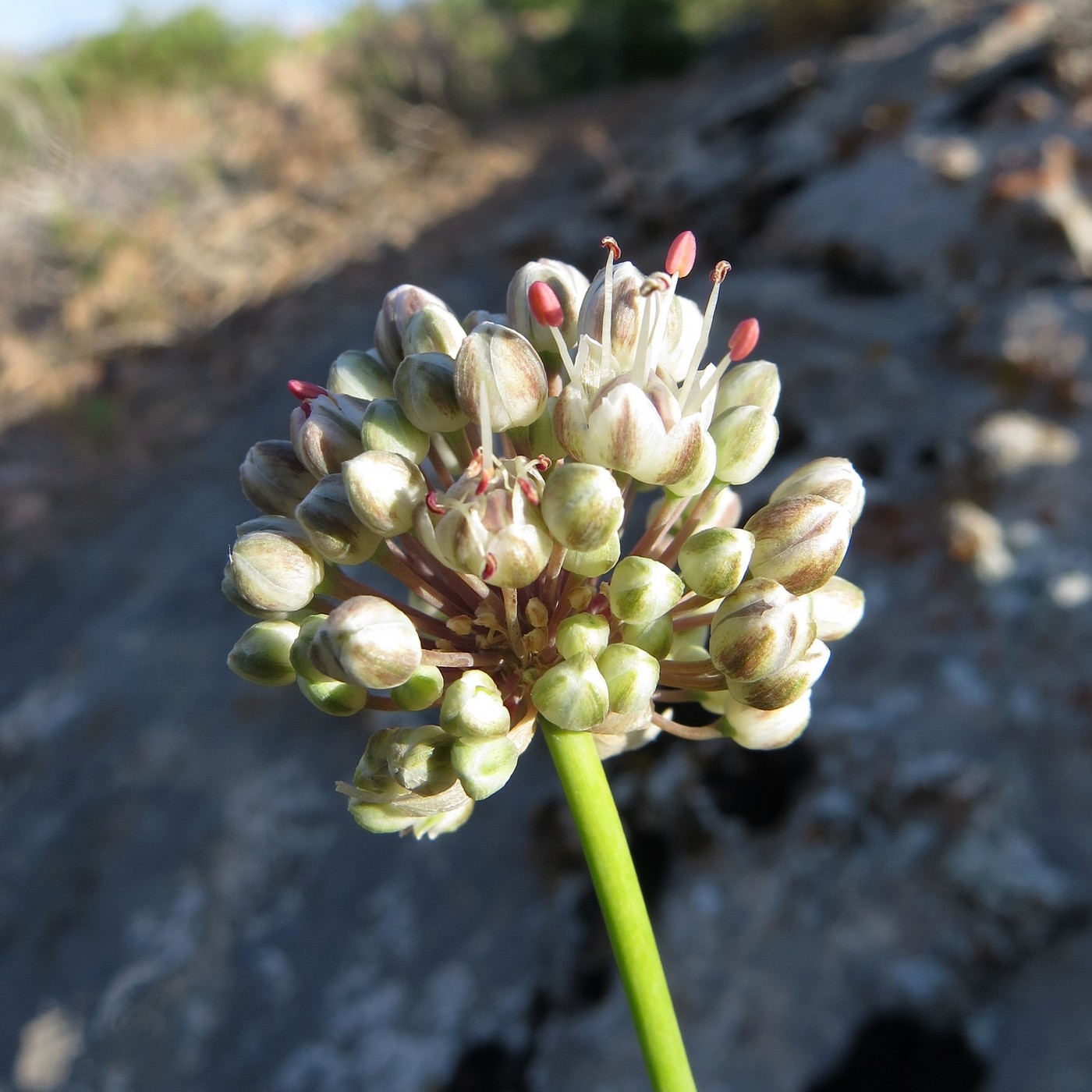 Image of Allium oreoscordum specimen.