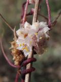 Cuscuta epithymum. Соцветие (основной хозяин - Poterium polygamum). Крым, Севастополь, окр. Хомутовой балки, степь. 03.08.2019.