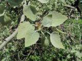 Populus alba