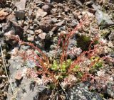 Rosularia sempervivum