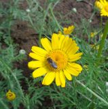 Anthemis tinctoria