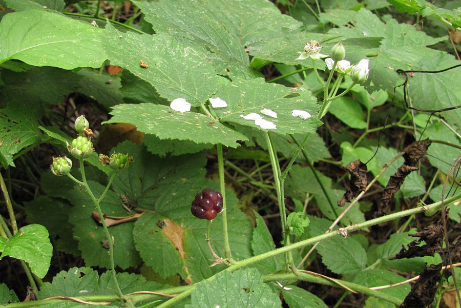 Изображение особи Rubus caesius.