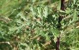 Senecio jacobaea