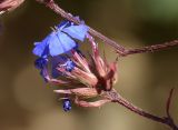 Ceratostigma plumbaginoides