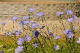 Linum austriacum