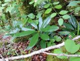 Rhododendron ponticum