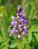 Orchis militaris. Соцветие. Иркутская обл., Иркутский р-н, р. Иркут, о. Беляева, луг. 13.06.2020.