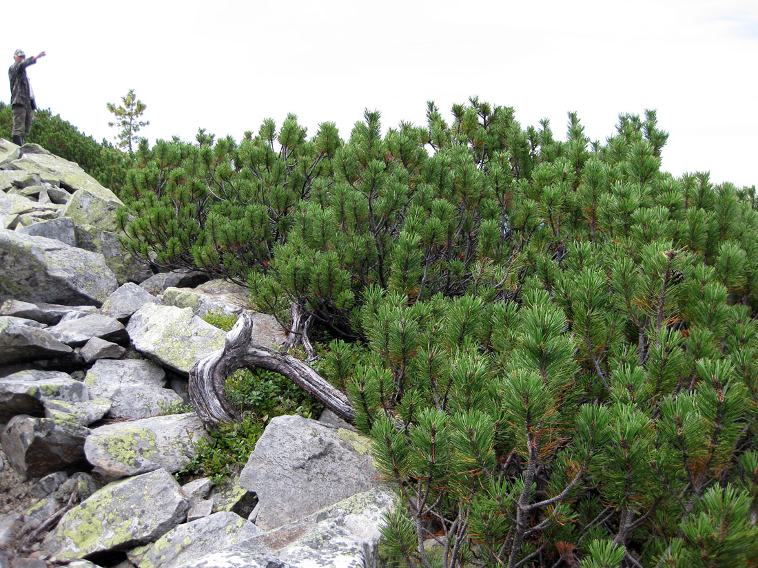 Изображение особи Pinus mugo.