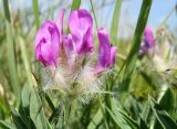 Oxytropis setosa