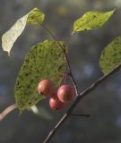 Malus prunifolia. Часть веточки с увядающими листьями и плодами. Москва, ГБС РАН, пойма р. Лихоборка, ольшаник. 10.10.2021.