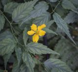 Kerria japonica