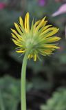 Doronicum orientale