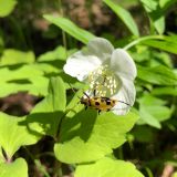 Anemone udensis