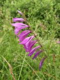 Gladiolus imbricatus. Соцветие. Беларусь, Гродненская обл., Новогрудский р-н, объездная дорога, низинный злаково-разнотравный луг, у ивняка. 08.07.2022.