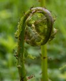 Athyrium filix-femina. Верхушка разворачивающейся вайи. Тверская обл., Кимрский р-н, смешанный лес. 25.05.2022.