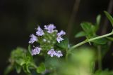 Thymus nummularius