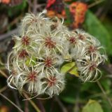 Clematis vitalba. Плоды. Республика Абхазия, г. Сухум. 26.08.2009.