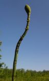 Equisetum fluviatile