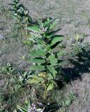 Asclepias syriaca