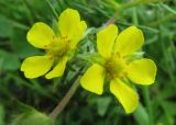 Potentilla tergemina. Цветки. Иркутская обл., пос. Листвянка. 03.07.2012.