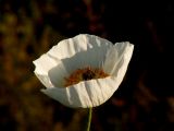 Papaver amurense