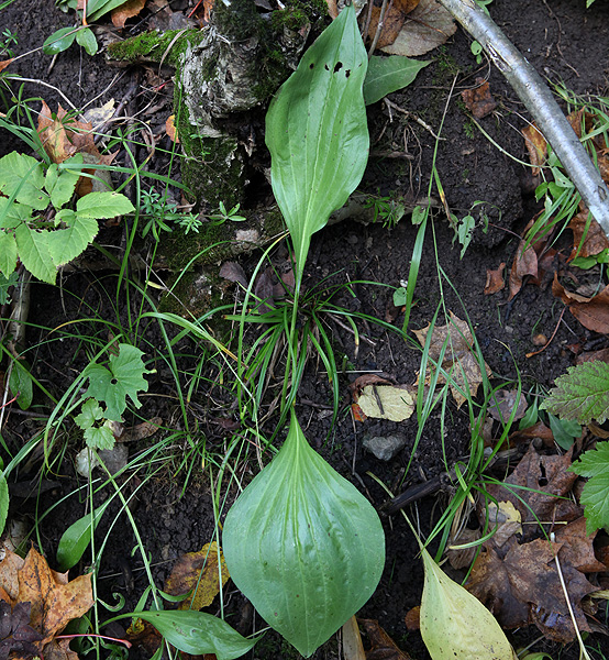 Изображение особи Scorzonera humilis.