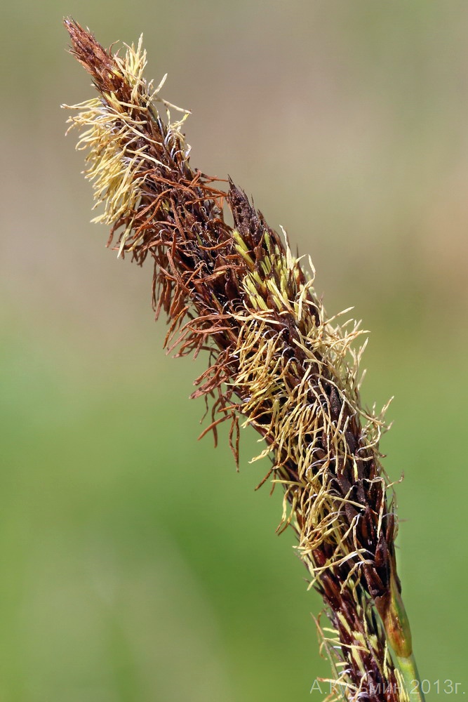Изображение особи Carex &times; toezensis.