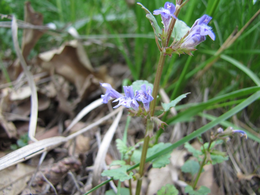 Изображение особи Glechoma hederacea.