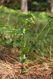 Epipactis persica. Отцветающее растение. Крым, окр. Ялты, сосновый лес. 5 июля 2013 г.