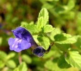 Scutellaria strigillosa